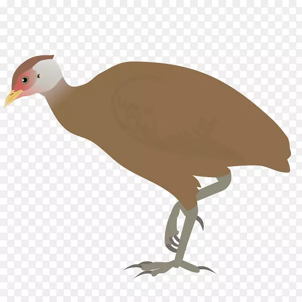 Galliformes大Nicobar岛鸟Nicobar Megapode大Nicobar生物圈保护区鸟类
