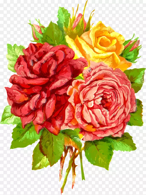 花园玫瑰，卷心菜玫瑰，最好的玫瑰礼物，蓝色玫瑰礼物