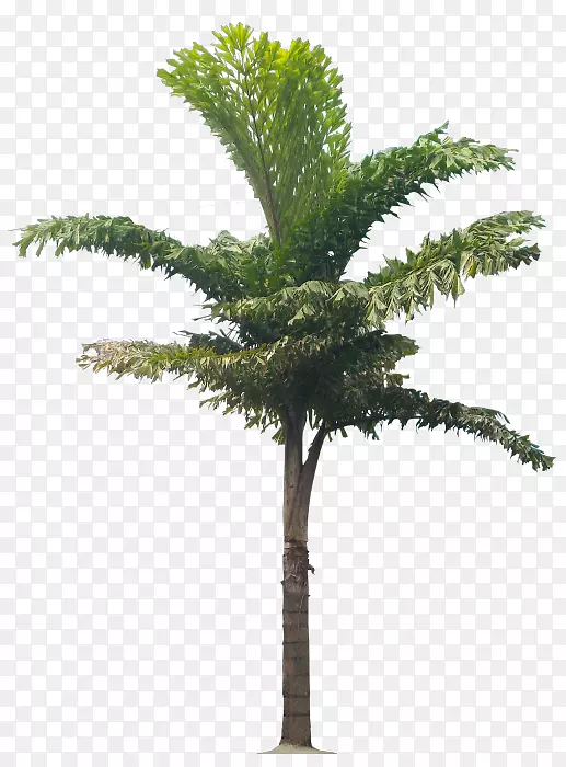 槟榔科花盆亚洲棕榈植物-植物