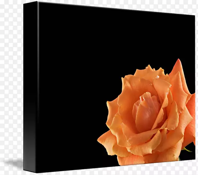 玫瑰意象橙色艺术海报-玫瑰