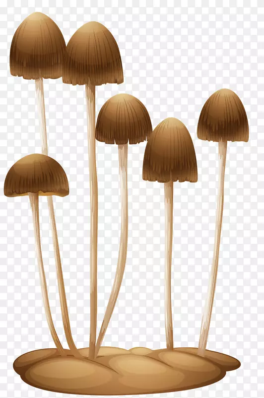 原木摄影真菌-蘑菇
