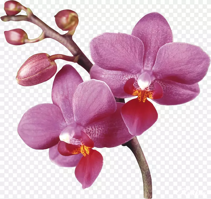 剪贴画-紫色兰花