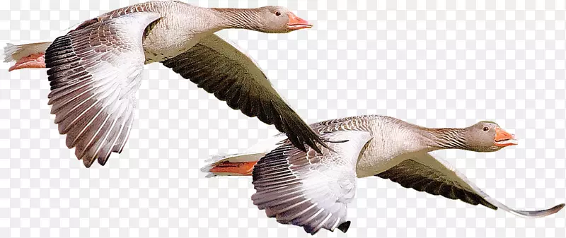 加拿大鹅鸭鸟夹艺术-鹅