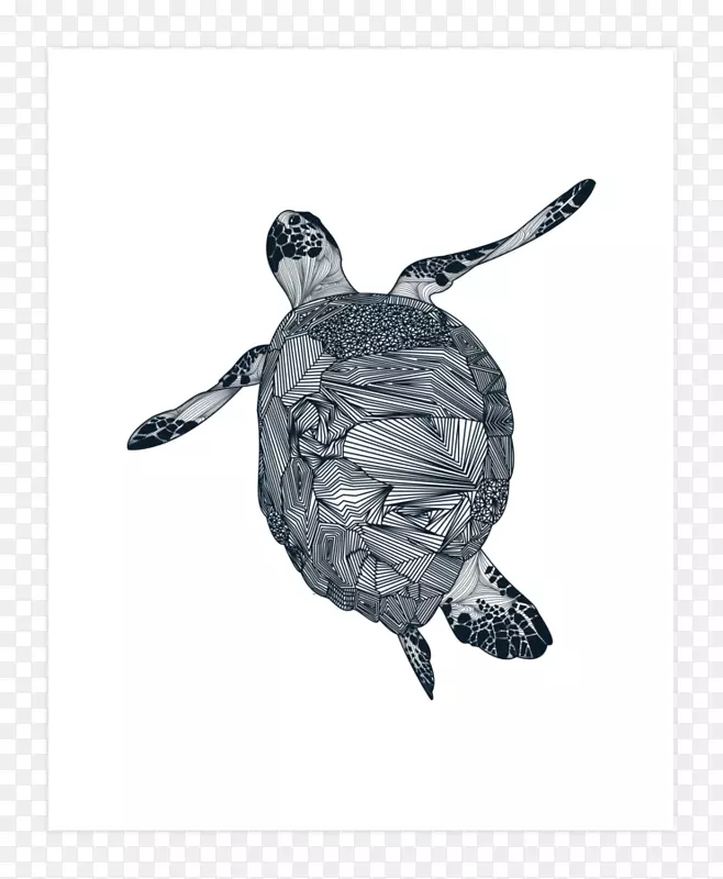 海龟画图/m/02csf-海龟