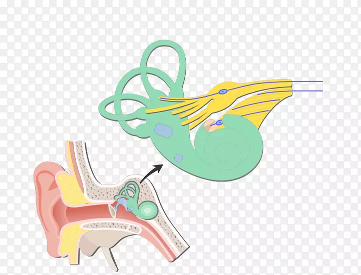 耳蜗双极神经元前庭系统耳前庭神经前庭