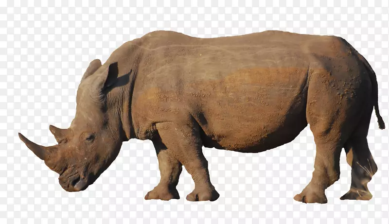 印度犀牛偷猎动物角-动物犀牛