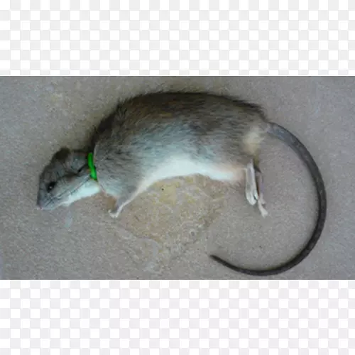 沙鼠休眠鼠动物群-大鼠
