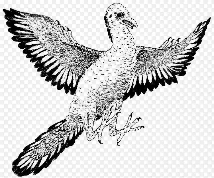 始祖鸟鸭恐龙剪贴画-鸟