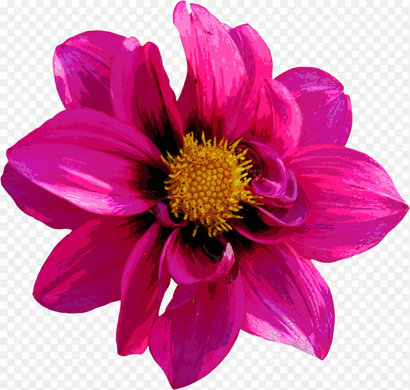 Dahlia图像文件格式红橙花