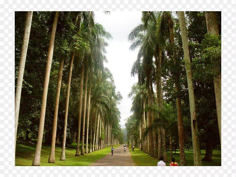 生物群落雨林植物园植物槟榔科梅尔海姆度假村康迪