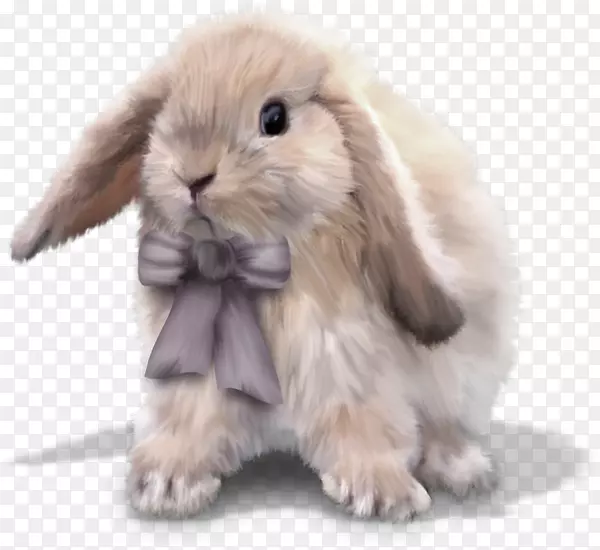 国内兔子复活节兔欧洲兔小兔