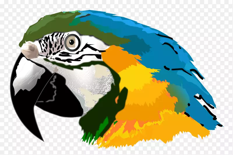亚马逊鹦鹉剪贴画-鹦鹉