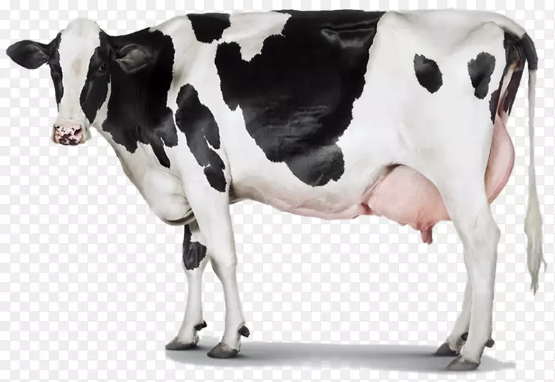 荷斯坦，弗利西亚牛，乳牛，奶牛场-牛奶