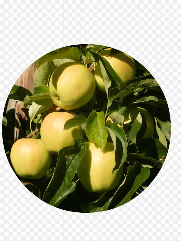 苹果Delbarestivale水果