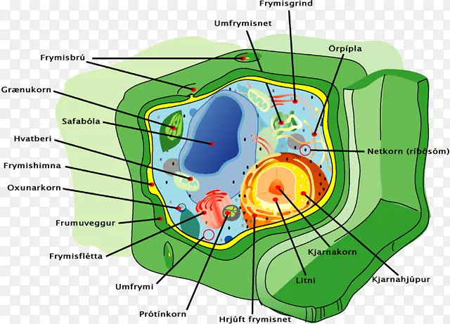 植物细胞骨架细胞膜-植物细胞
