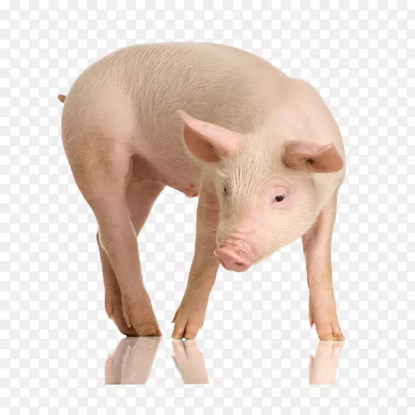 大白猪英国本土猪群摄影-猪飞