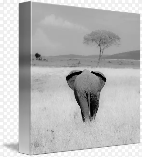 印度象非洲象牛摄影相框-印度