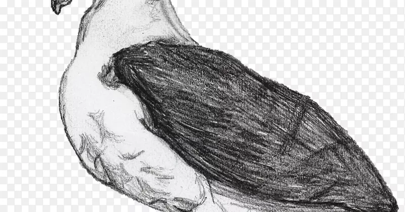 智人颌骨图形素描黑褐信天翁
