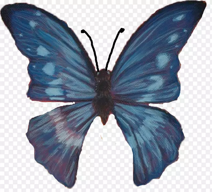 毛茸茸的蝴蝶，有翅膀的蝴蝶，飞蛾，蝴蝶