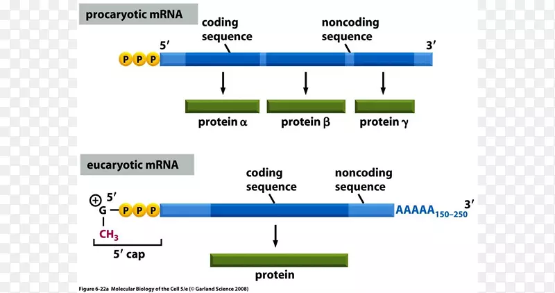 单链核糖核酸信使RNA聚合酶截图