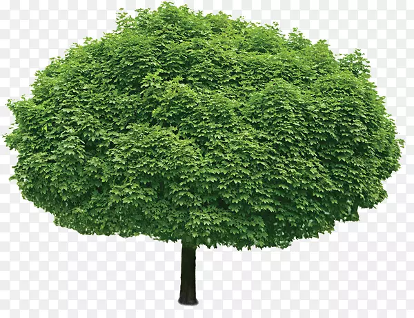 乔木摄影树枝灌木