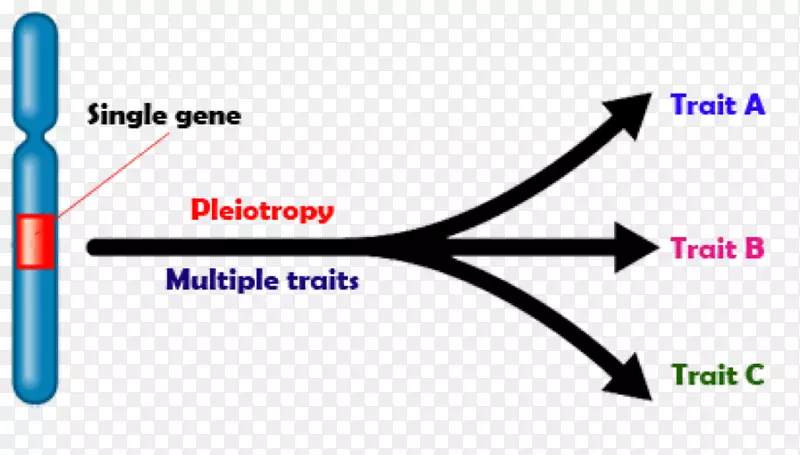 多熵遗传学表型生物学