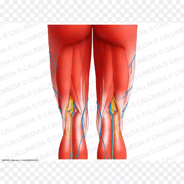 半膜肌肉系统膝关节人体解剖-腘动脉