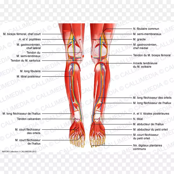胫腓后肌胫长肌膝前动脉