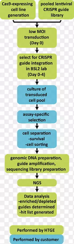 CRISPR基因组编辑Cas9基因敲除-Karolinska研究所