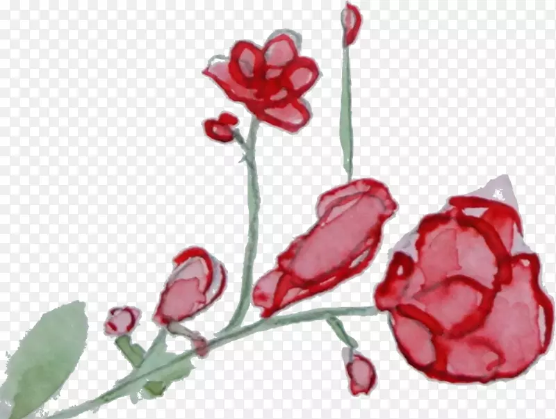 花园玫瑰切花设计水彩画-花