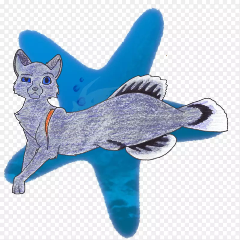 猫狗，海洋，犬科动物-猫