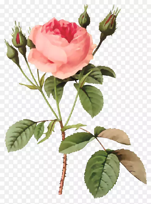 玫瑰花，卷心菜，玫瑰版画-花卉