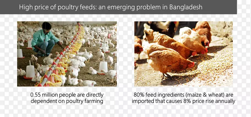 公鸡饲喂农场动物：使用场所、价值和操作属性减去家畜-鸡