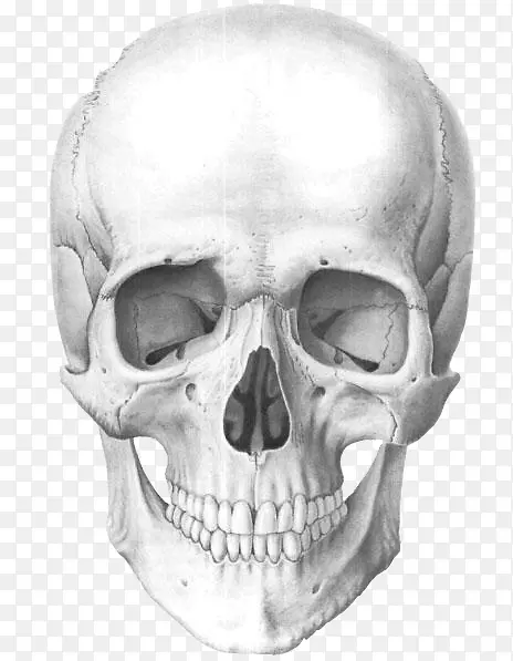 人体颅骨解剖人体骨骼-颅骨