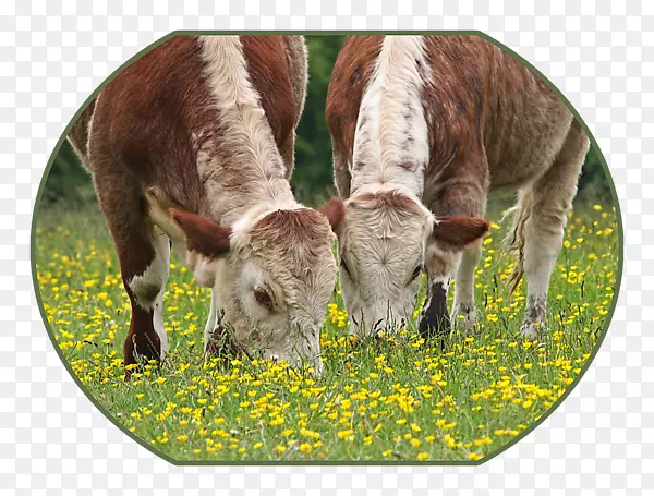 英国长角牛，得克萨斯州长牛角放牧艺术牛奶-帐单