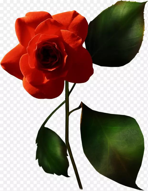 花园玫瑰玫瑰法国玫瑰蓝色玫瑰花