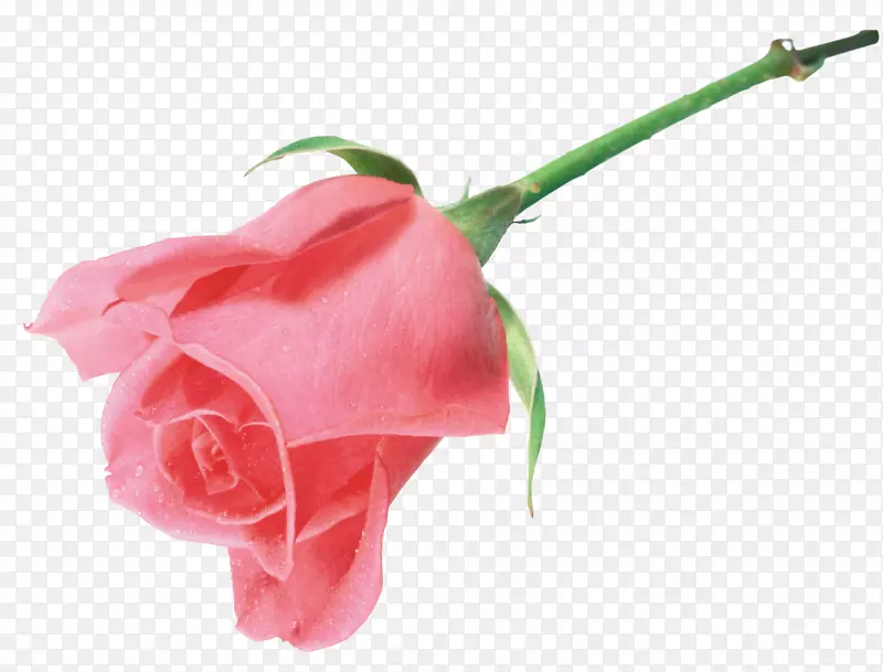 静物：粉红色玫瑰海滩玫瑰家庭花园玫瑰-十字粉红色