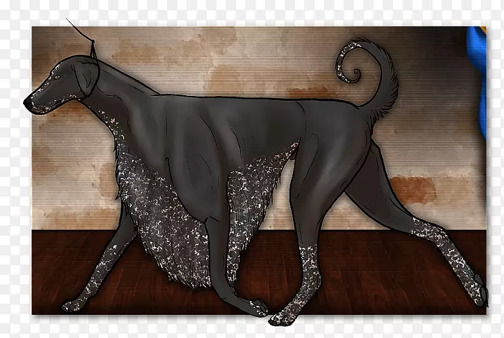 意大利灰狗线犬种-构形展