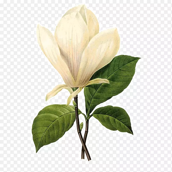 皮埃尔？约瑟夫？雷德(1759-1840)植物学插图-木兰花-花。
