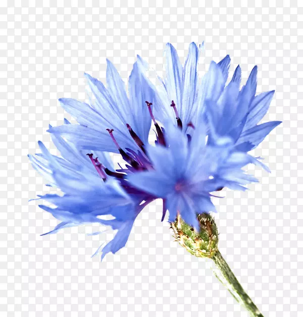 蓝色玫瑰，玉米花植物象征-花