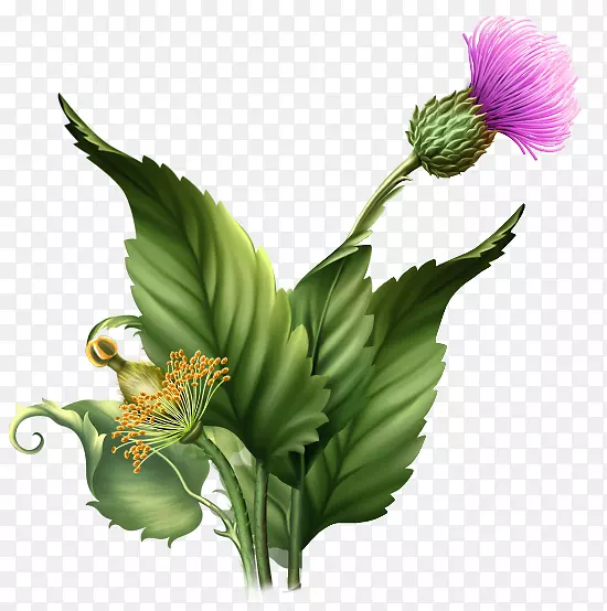 水彩画花画