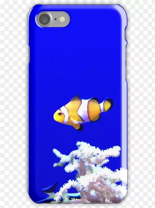 珊瑚礁鱼钴蓝海洋生物-幼鱼