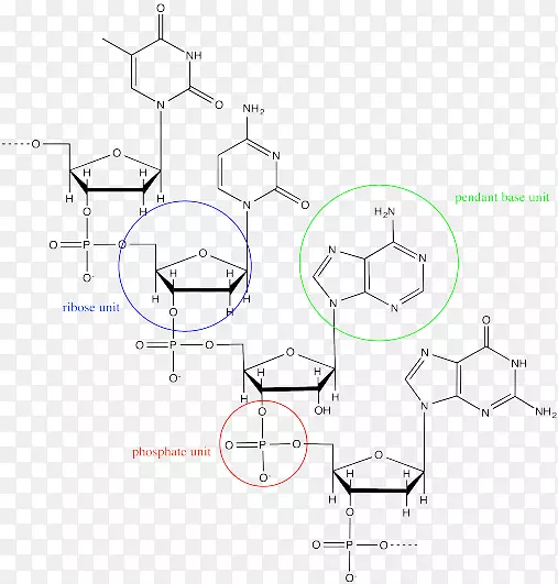 核酸dna三磷酸腺苷RNA大分子