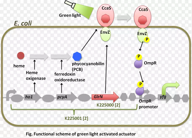 envz/ompr双组分体系e.国际基因工程机器基因表达蛋白生产