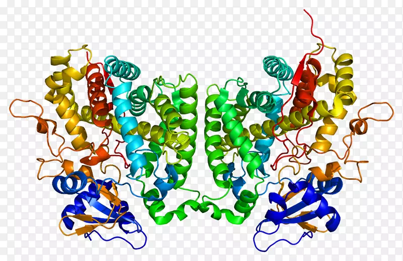 细胞色素P 450维生素d钙二醇-cyp2r1