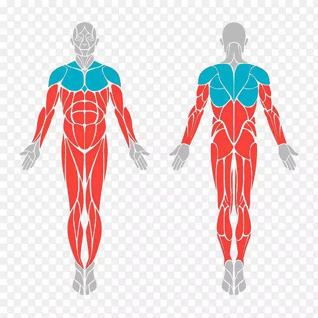 人体骨骼和肌肉人体解剖膝关节健身608