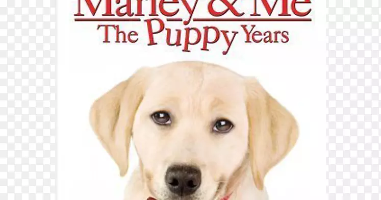 小狗马利和我：与世界上最坏的狗拉布拉多猎犬的生活和爱-小狗电影