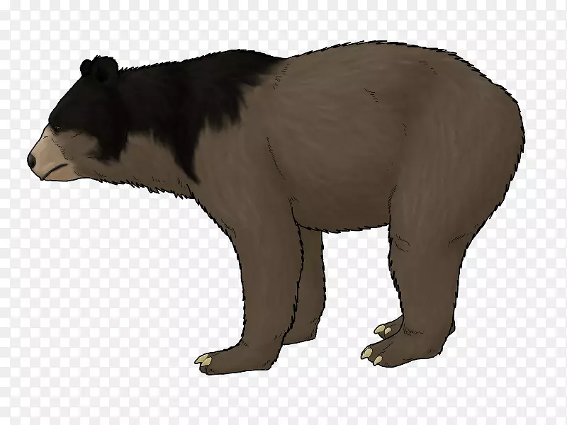 灰熊上新世小熊-喜马拉雅棕熊