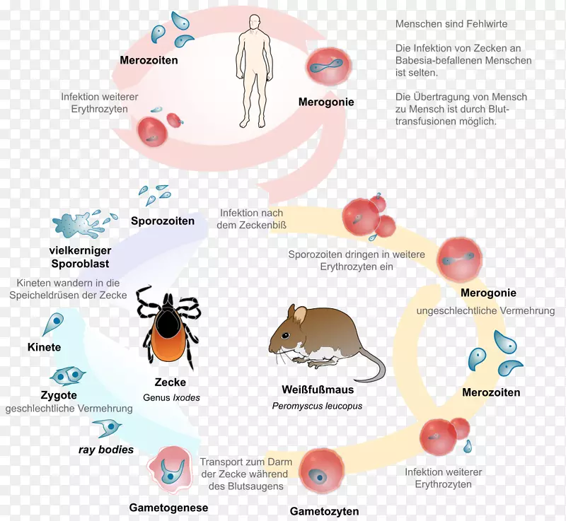 巴贝希病，莱姆病，巴贝斯虫，寄生病，共侵染-建立生命周期