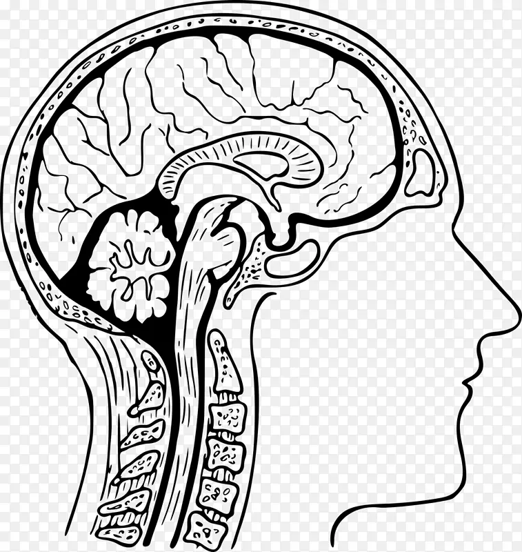 人头、脑、颈解剖人体-脑